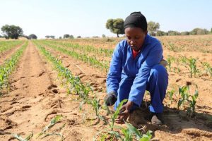 En las poblaciones de países del Sur ya malnutridas, débiles y vulnerables a la enfermedad, podría surgir una crisis dentro de una crisis, en la que la crisis sanitaria se vería agravada por otra alimentaria, dice Dominique Burgeon, director de emergencias en la FAO (Organización de las Naciones Unidas para la Agricultura y la Alimentación)