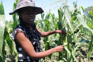 Jóvenes agricultores de Zimbabwe no pueden acceder a préstamos bancarios pese a poseer tierras y a que el gobierno promociona la agricultura como el instrumento para mejorar la seguridad alimentaria interna. Foto: Busani Bafana / IPS