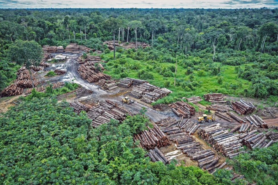 La deforestación se desploma en Brasil, donde cayó casi un tercio en 2024 respecto al año predente. Lo afirma un reporte de MapBiomas.